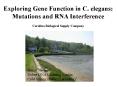 Exploring Gene Function in C. elegans: PowerPoint PPT Presentation