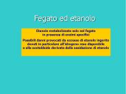 Fegato ed etanolo
