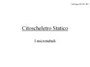 Citoscheletro Statico