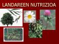 LANDAREEN NUTRIZIOA PowerPoint PPT Presentation
