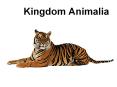 Kingdom Animalia PowerPoint PPT Presentation