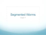 Segmented Worms