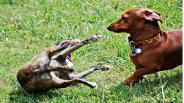 Selecting Your Golden Puppy