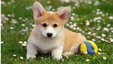 Puppy Love - Secrets to Professional Dog Training