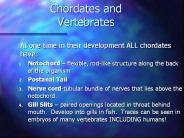 Chordates and Vertebrates