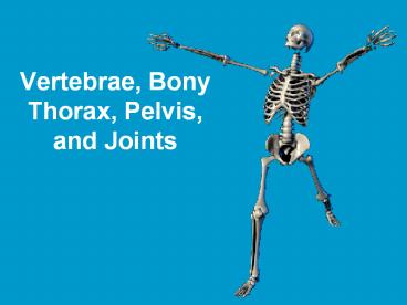 Vertebrae, Bony Thorax, Pelvis, and Joints