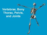 Vertebrae, Bony Thorax, Pelvis, and Joints