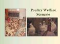 Poultry Welfare Scenario PowerPoint PPT Presentation