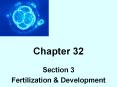 Fertilization PowerPoint PPT Presentation