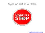 Signs of Rat in a Home