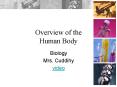 Overview of the Human Body PowerPoint PPT Presentation