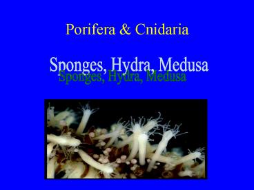 Porifera