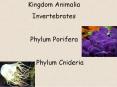 Kingdom Animalia PowerPoint PPT Presentation