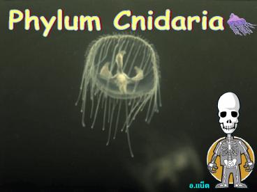 Phylum%20Cnidaria