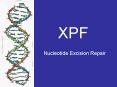 XPF PowerPoint PPT Presentation
