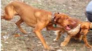 Suggestions For Training Your Dog