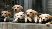 Strategies For Training Your Dog