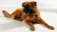 Stopping Bad Dog Behavior