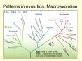 Patterns in evolution: Macroevolution PowerPoint PPT Presentation
