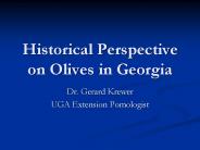 Historical Perspective on Olives in Georgia