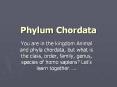 Phylum Chordata PowerPoint PPT Presentation