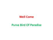 Purva Bird Of Paradise