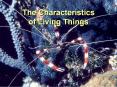 The Characteristics of Living Things PowerPoint PPT Presentation