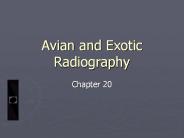 Avian and Exotic Radiography