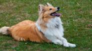 Training Dogs the Lazy Way