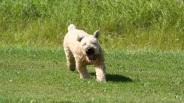 Tools For Training Your Dog