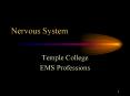 Nervous System PowerPoint PPT Presentation