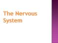 The Nervous System PowerPoint PPT Presentation
