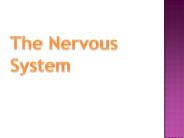 The Nervous System