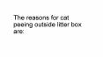 The reasons for cat peeing outside the litter box PowerPoint PPT Presentation
