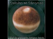 Cellules et G
