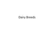 Dairy Breeds
