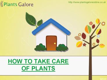 How To Take Care Of Plants – Plants Galore Online