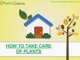 How To Take Care Of Plants – Plants Galore Online PowerPoint PPT Presentation