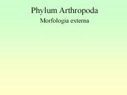 Phylum Arthropoda