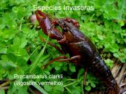 Procambarus clarkii (lagostim vermelho)
