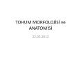 TOHUM%20MORFOLOJISI%20ve%20ANATOMISI PowerPoint PPT Presentation