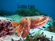 Cuttle Fish