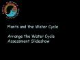 Plants and the Water Cycle PowerPoint PPT Presentation