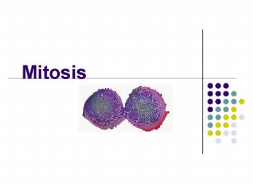 Mitosis