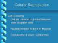 Cellular Reproduction PowerPoint PPT Presentation
