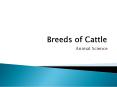 Breeds of Cattle PowerPoint PPT Presentation