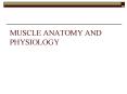 MUSCLE ANATOMY AND PHYSIOLOGY PowerPoint PPT Presentation
