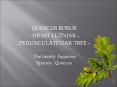 QUERCUS ROBUR PowerPoint PPT Presentation