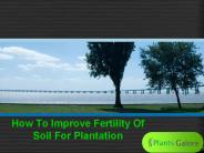 How To Improve Fertility Of Soil For Plantation