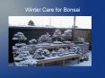 Winter Care for Bonsai PowerPoint PPT Presentation